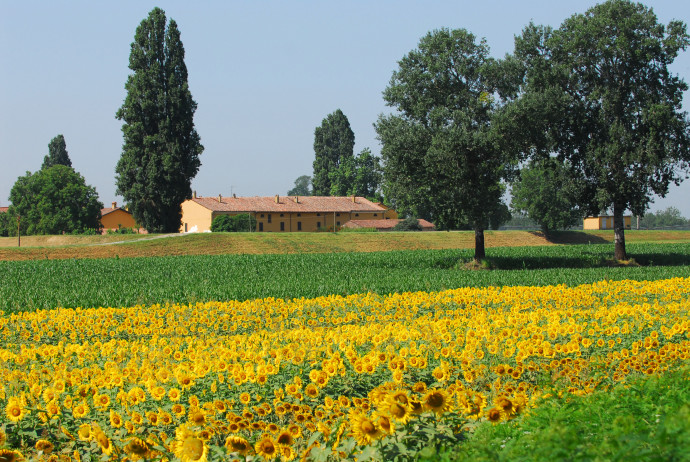 Un campo di girasoli nella campagna cremonese