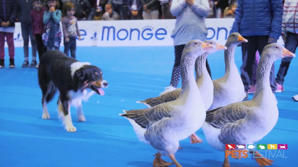Pet Festival Pet Festival