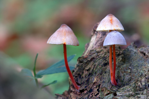 I naturalisti cremonesi