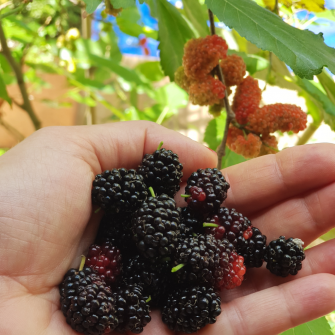 Frutti rossi di pianura Frutti rossi di pianura