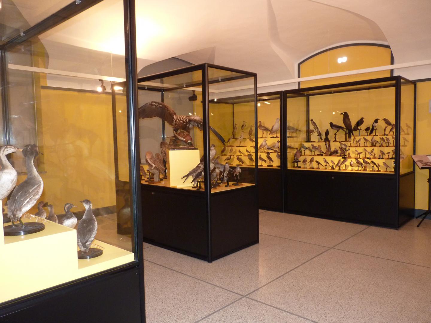 La sala zoologica