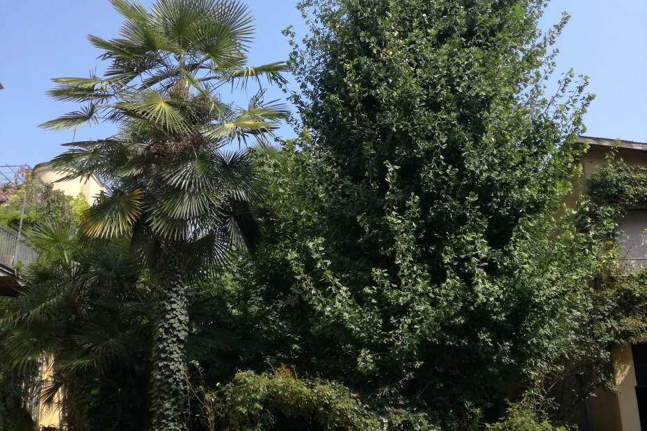 Il giardino all'interno del cortile